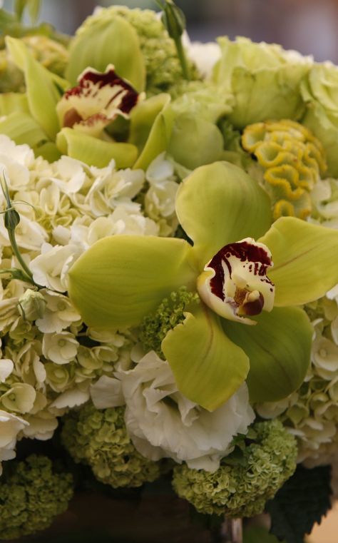 white hydrangea, lime green cymbidium orchids, green coxcomb, lisianthus centerpieces Coxcomb Bouquet, Hydrangea Tablescape, Centerpieces Ideas, Cymbidium Orchids, Green Theme, White Hydrangea, Green Wedding, Hydrangea, Lime Green