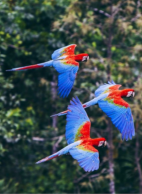 Scarlet Macaws . Amazon Brazil Amazon Rainforest, Brazil Animals, Brazil Rainforest, Amazon Rainforest Animals, Amazon Animals, Rainforest Photography, Rainforest Birds, Jungle Photography, Jungle Mural