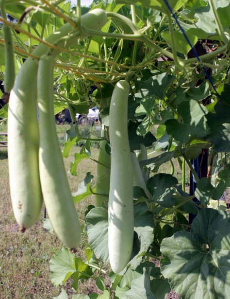 Cucuzza are vine-grown squash. They are sold at some Italian specialty stores or at Met Foods in fall. Cucuzza hang from vines tied to a trellis. They can grow six feet long or more. Substitute the squash in recipes using zucchini. (Staten Island Advance/Pamela Silvestri) Cucuzza Squash Recipe, Cucuzza Squash, Recipe Using Zucchini, Kale Vegetable, Recipe Kale, Recipe Zucchini, Sunday Sauce, Vegetable Recipe, Vegetable Plants