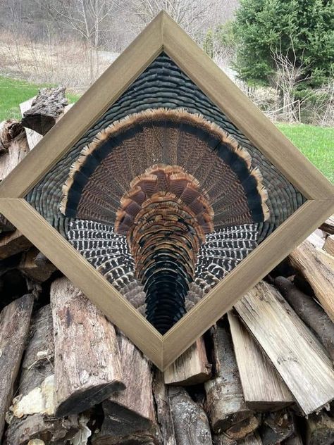 Turkey Cape Mount, Turkey Tail Mount Ideas, Turkey Tail Feather Mounts, Turkey Taxidermy Mounts, Turkey Tail Mount, Turkey Taxidermy Ideas, Turkey Mount Ideas Display, Diy Hunting Decor, Turkey Feather Art