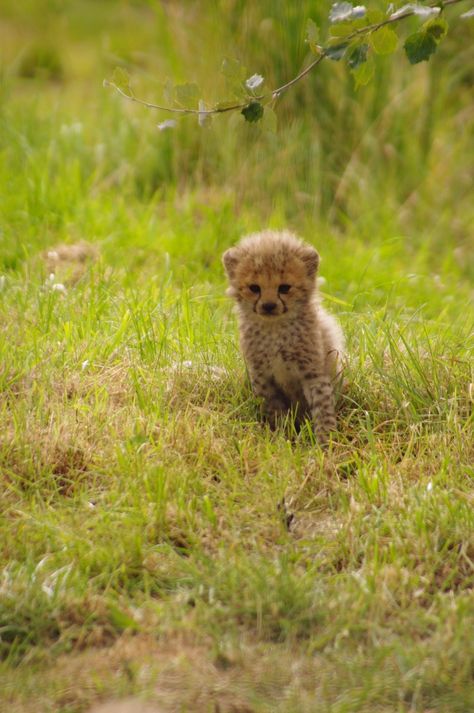 Tiny little cheetah  ♡♡♡ Cheetah Cub, Baby Cheetah, Tattoo Nature, Cheetah Cubs, Baby Cheetahs, Cheetah Animal, Baby Lion, Cheetahs