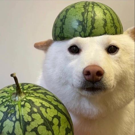 Watermelon Dog, Dog Match, Chinese Dog, Lovely Creatures, Anime Cover Photo, Dog Wallpaper, Shiba Inu, Cuteness Overload, Dog Person