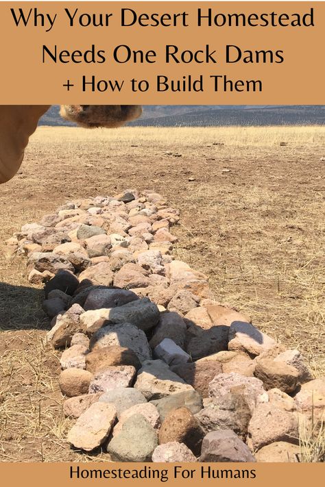 One rock dams are essential in the desert! Learn what they are, why they are important, and how to build one. Water In The Desert, Off Grid Desert Living, Desert Farming, Desert Homestead, Food Forest Design, Desert Farm, Homestead Layout, Desert Gardening, Food Forest Garden