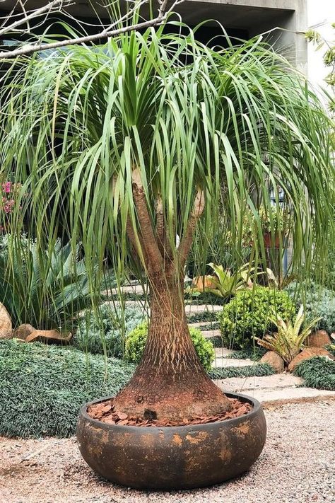 Ponytail Palm, Sacred Garden, Plant Goals, Tropical Garden Design, Succulent Bonsai, Potted Plants Outdoor, Lawn And Landscape, Planter Pots Outdoor, Outdoor Landscaping