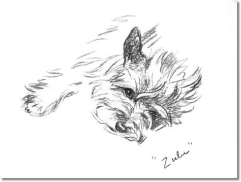 Cairn Terriers, Norwich Terrier, Scottie Dogs, Dog Sketch, Canine Art, Famous Artwork, Cairn Terrier, West Highland White Terrier, Dog Images