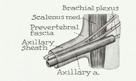 Note: Axillary sheath is a continuation of prevertebral fascia... ( Also fascia around nerve sheath of brachial plexuses is derived from prevertebral fascia ) Nerve, Plexus Products, Triangles, Vocabulary, Anatomy, Medical, Quick Saves