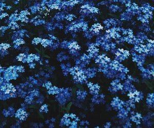 Blue aesthetic — blue hydrangeas — blue flowers — flower aesthetic You Are My Moon, Ravenclaw Aesthetic, Dark Blue Flowers, Everything Is Blue, Flowers Aesthetic, Aesthetic Colors, Blue Hydrangea, Love Blue, Photo Images