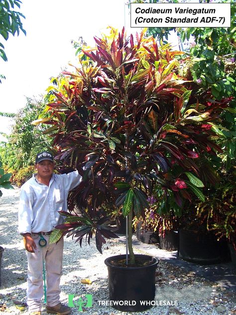 Codiaeum variegatum (Croton) Garden Croton, Crotons Plants, Croton Petra, Codiaeum Variegatum, Grow Garden, Plant Structure, Tropical Garden Design, Some Beautiful Pictures, Tree Nursery