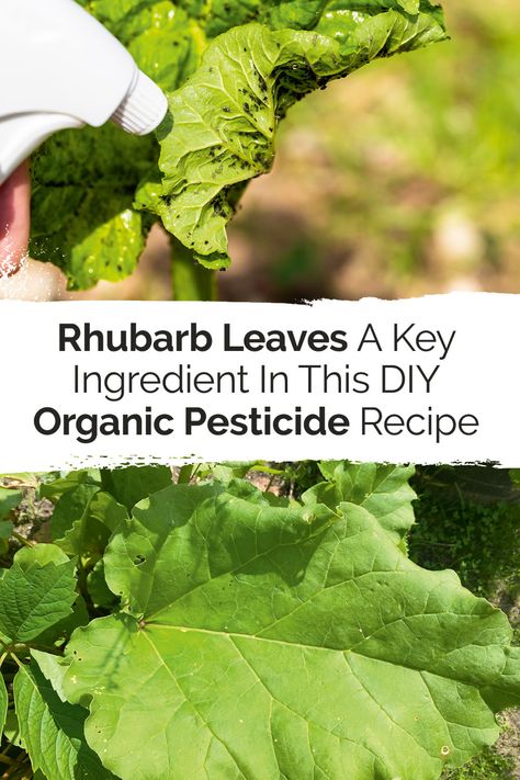 Though rhubarb is delicious, the leaves will make you sick. But don't let them go to waste! You can use them to make your very own, homemade organic pesticide! Click to find out more. Homemade Insecticide, Leaves Diy, Cabbage Worms, Oxalic Acid, Stepping Stones Diy, Organic Pesticide, Let Them Go, Spider Mites, Culture Magazine