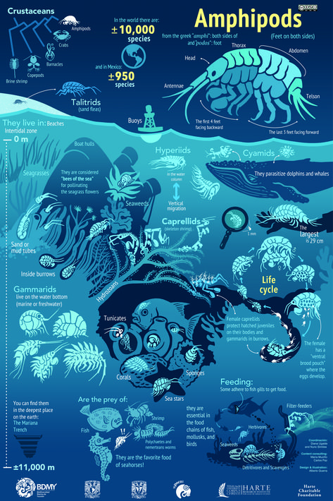 Science Infographic Design, Aquarium Infographic, Marine Biology Wallpaper, Marine Biology Poster, Marine Biology Notes, Aesthetic Infographic, Ocean Facts, Animal Infographic, Biology Poster