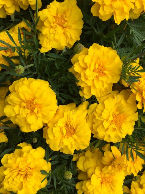 Marigold Yellow Aesthetic, Yellow Marigold Aesthetic, Sunflower And Marigold, Marigold Aesthetic, Yellow Marigold Flowers, Petite Flowers, Descendants Oc, Yellow Marigold, Pooja Decoration