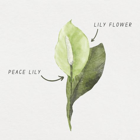 Peace Lily Drawing, Peace Lily Tattoo, Lily Flower Aesthetic Drawing, Peace Lily Watercolor, Lily Illustration Simple, Lily Flower Watercolor Painting, White Lily Watercolor Painting, Peace Lillies, Lilies Drawing