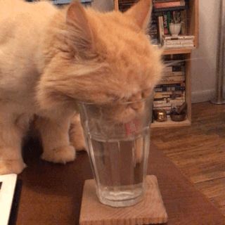 Quit Drinking Soda, Drinking Gif, Happy Hour Drinks, Good Night Gif, Cat Drinking, Cat Club, Drinking Humor, Water Glass, Ginger Cats