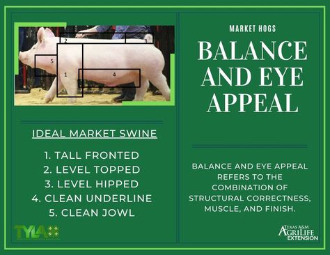 Easy Ag Mechanics Projects, Pig Showing Tips, 4h Pig Poster Ideas, Showing Pigs 4-h, Livestock Judging Tips, Show Pigs Tips, 4h Pigs, 4h Livestock, Showing Pigs