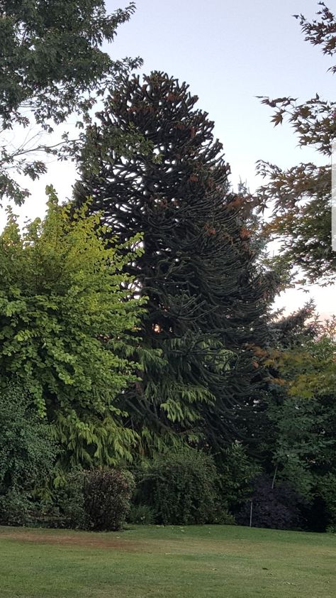 En mi jardín de la Cordillera tengo también árboles grandes, como el OLMO y la ARAUCARIA. Bella y gallarda. Lleva con nosotros muchos años, desde1982. Y está perfectamente sana gracias a Dios. Patio Grande, Patio, Patios