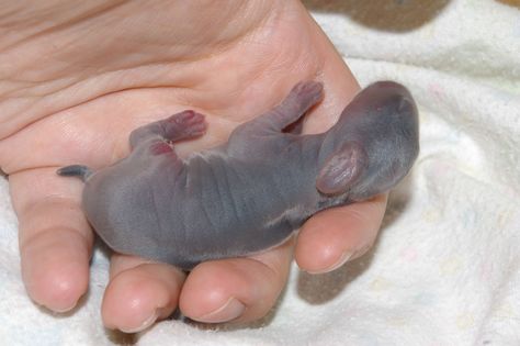 Newborn Bunnies, Rabbit Nest, Raising Rabbits For Meat, Show Rabbits, Baby Rabbits, Rabbit Farm, Meat Rabbits, Rabbit Rabbit Rabbit, Raising Rabbits