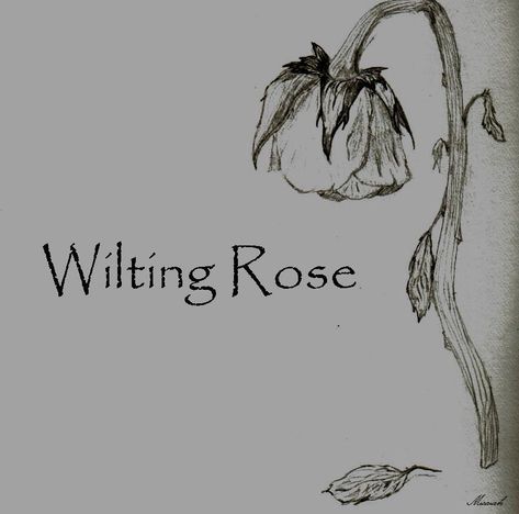 Wilting Rose by Wilting--Rose.deviantart.com on @DeviantArt Wilted Rose Drawing, Wilting Rose, Drawing Ideas Flowers, Rose Drawing Simple, Wilted Rose, Flowers Sketch, Rose Sketch, Steven Universe Drawing, Rose Clipart