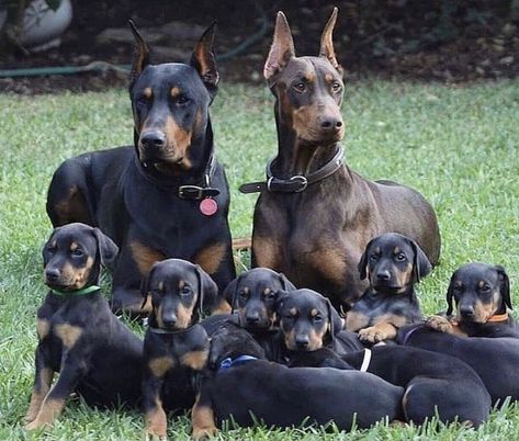 Doberman Pinscher Puppy, Doberman Love, Doberman Pinscher Dog, Scary Dogs, Doberman Dogs, Dog Help, Guard Dogs, Doberman Pinscher, Doberman