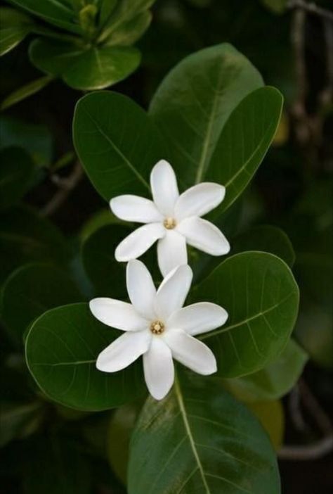 Tahitian Gardenia, Gardenia Plant, Tiare Flower, Scent Garden, Coconut Candle, Hawaiian Flowers, Rose Flowers, Tropical Garden, Exotic Flowers