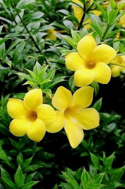 Yellow Flowers, Flower Garden, Yellow, Flowers, Green