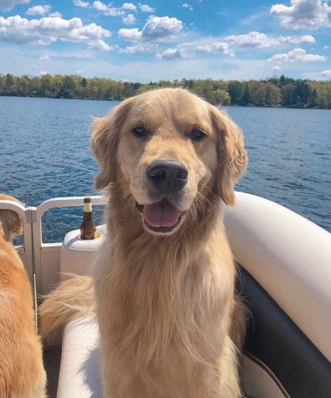 Old Money Golden Retriever, Dogs Aesthetic Golden Retriever, Aesthetic Golden Retriever, Golden Retriever Puppy Beach, Golden Retriever Aesthetic Beach, Golden Retriever At The Beach, Old Golden Retriever, Cute Dog Photos, Very Cute Dogs