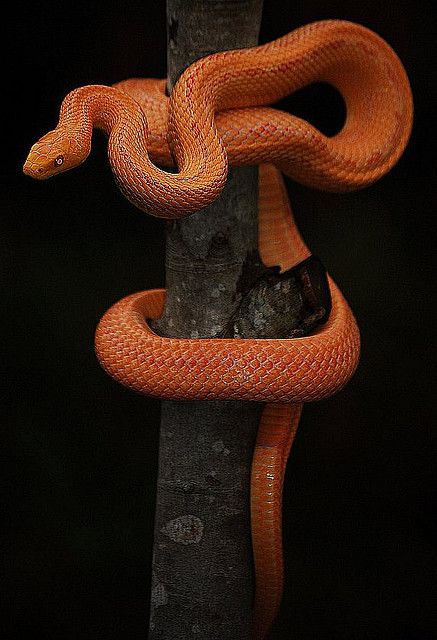 Patternless Albino Rat Snake by Culebra Venenosa Albino Rat, Orange Snake, Snake Photos, Cool Snakes, Rat Snake, Colorful Snakes, Pretty Snakes, Snake Lovers, Cute Reptiles