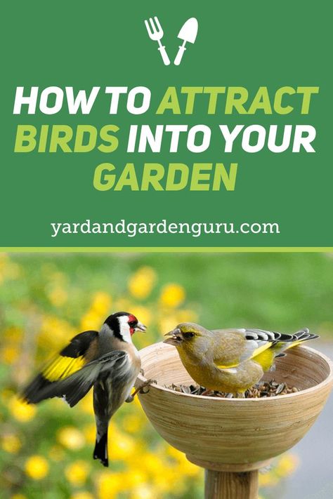 How To Attract Birds To Your Yard, Attracting Birds To Your Yard, Plants To Attract Hummingbirds, Backyard Birds Watching, Trees For Kids, Backyard Ponds, Herb Garden Planter, Bird Facts, Patio Trees