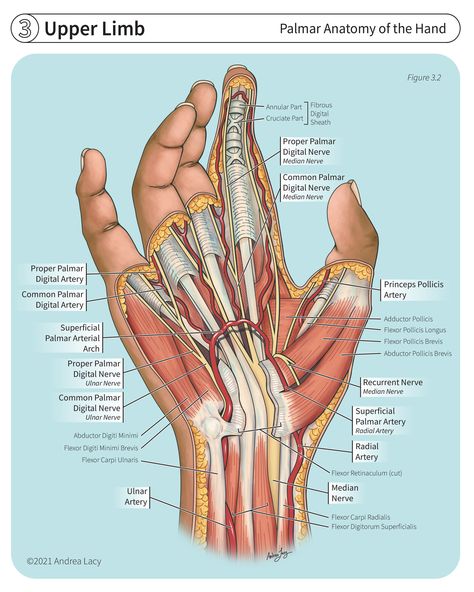 Anatomical Hand Drawing, Hand Diagram Anatomy, Hands Muscles Anatomy, Osteopathy Techniques, Hand Muscles Anatomy, Hand Anatomy Drawing, Hand Bone Anatomy, Anatomy Of The Hand, Palm Drawing