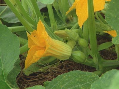 Holy crap I didnt realise that my flowers open in the morning for a little bit and that when they ARE OPEN that im supposed to pollenate it... whew good thing I read this or else we wouldnt have had pumkins!