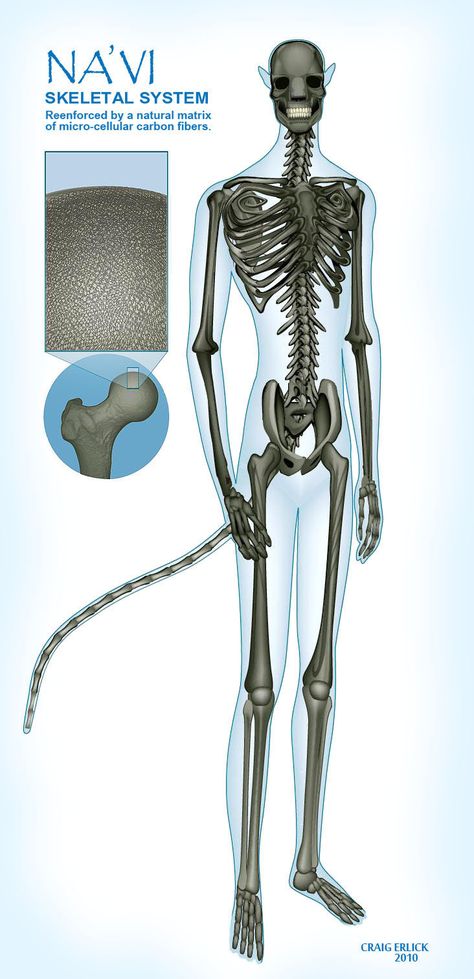 Na'vi skeletal system Avatar Anatomy, Avatar Cameron, Avatar Animals, Blue Avatar, Avatar James Cameron, Avatar Films, Skeletal System, Alien Character, Avatar Fan Art