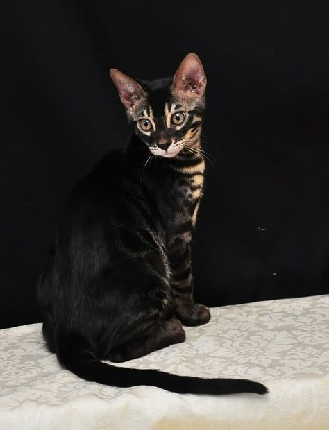 Black And Brown Cat, Black Bengal Cat, Charcoal Bengal, Lou Dog, Bengal Cat Breeders, Bengal Cat Kitten, Cat Beautiful, Bengal Cats, Söt Katt