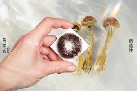 Psilocybin Mushroom Growing, Psilocybin Benefits, Lions Mane Benefits, Reishi Mushroom Benefits, Psilocybin Mushrooms, Mushroom Spores, Fungi Art, Mushroom Benefits, Plant Medicine