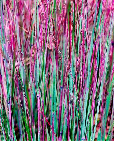 Ornamental Grass: Little bluestem is a native prairie grass that is both lovely and tough as nails. These perennials have gray-green foliage that turns bold s... Little Bluestem, Planting In Clay, Tattoo Plant, Prairie Planting, Perennial Grasses, Grasses Garden, Garden Shrubs, Zone 5, Flower Spike