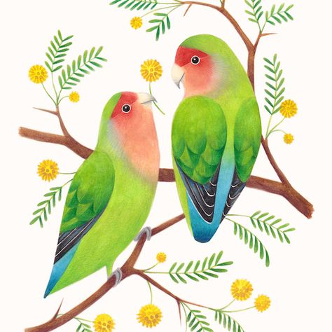 Laura Middleton Art - Goldcrest Colorful Bird Illustration, Love Bird Illustration, Lovebird Painting, Lovebirds Illustration, Lovebirds Drawing, Lovebird Illustration, Lovebird Drawing, Love Bird Drawing, Love Birds Illustration