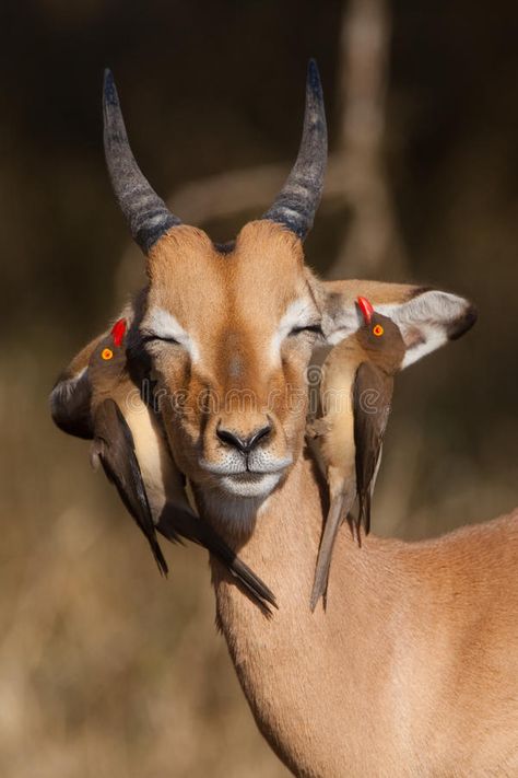 Impala and oxpeckers. A young impala ram with two red-billed oxpeckers on its he , #Affiliate, #impala, #ram, #young, #Impala, #oxpeckers #ad Regard Animal, Animals Friendship, Mule Deer, Manx, African Animals, Happy Animals, Animal Planet, An Animal, Nature Animals