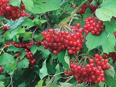 Highbush Cranberry: Identification, Leaves, Bark & Habitat | Viburnum opulus var. americanum Aiton High Bush Cranberry, Highbush Cranberry, Guelder Rose, Viburnum Opulus, Wild Food, Perennial Garden, Fabulous Foods, Beautiful Birds, Fresh Fruit