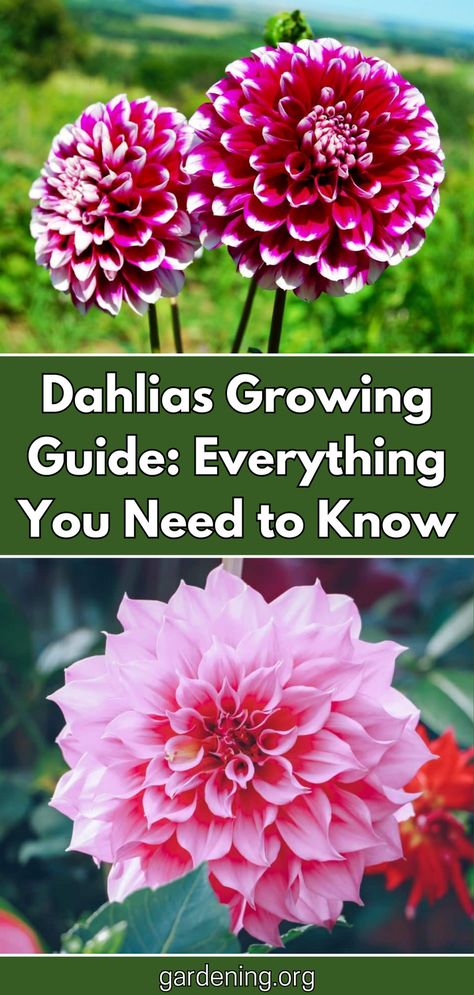 Discover everything you need to know about growing dahlias with this comprehensive guide. From planting to care tips, we've got you covered! Dahlia Care How To Grow, Dahlia Growing Tips, Dahlia Planting Guide, Dalias Flowers, Dahlia Plant, Dalia Flower, Dahlia Flower Garden, Dahlia Care, Dreamy Gardens