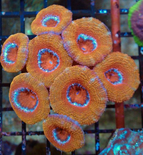 orange acan Saltwater Tank, Water Life, Saltwater Aquarium, Peach Rings, Salt And Water, Gummy Candy, Coral, Candy, Orange