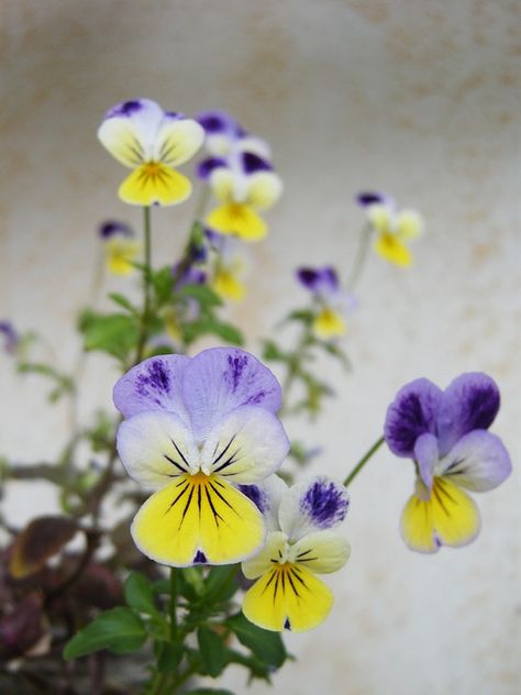 Viola Pansies Violet - Free photo on Pixabay Pansy Tattoo, Wild Pansy, Wild Violets, Spring Landscape, Meadow Flowers, Nature Images, Watercolor Landscape, Minimalist Art, Free Pictures