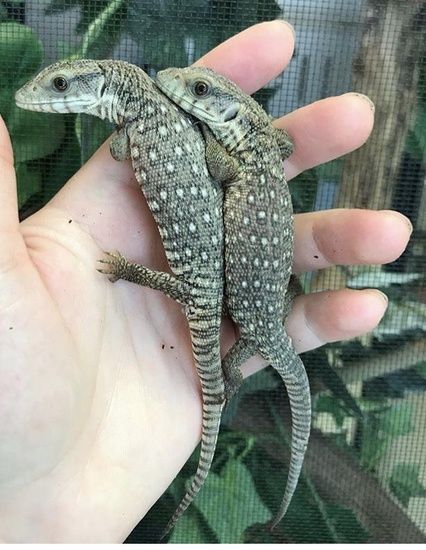 Savannah Monitor Enclosure, Monitor Enclosure, Ball Python Care, Savannah Monitor, Lizard Species, Large Lizards, Baby Tortoise, Monitor Lizard, Komodo Dragon