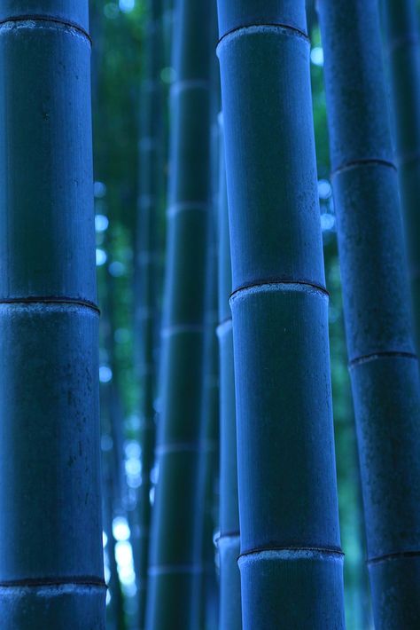 Bamboo Trees, Blue Bamboo, Summer Blues, Photography Artistic, Blue Period, Bamboo Art, Bamboo Garden, Blue Planet, Bamboo Tree