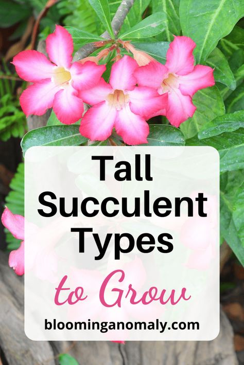 Tall Succulent Types to Grow Tall Succulents, African Milk Tree, Organ Pipe Cactus, Small Yellow Flowers, Urban Gardens, Barrel Cactus, Baobab Tree, Pot Ideas, Agave Plant