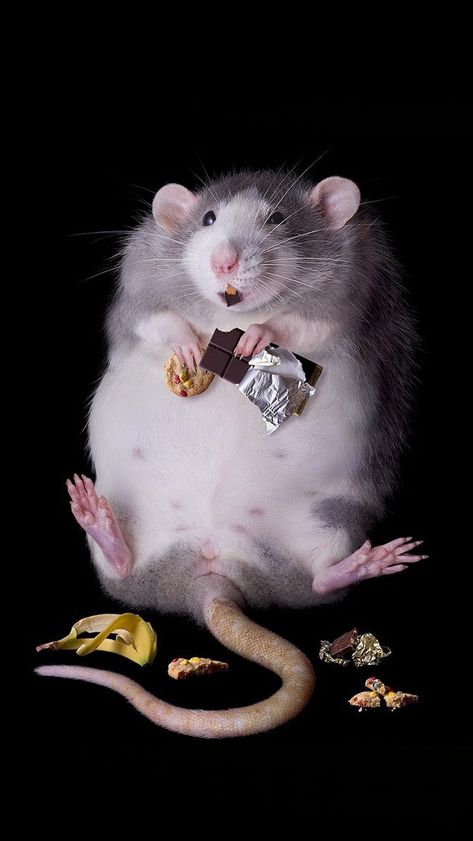 Ugly Rat, Fat Rat, Christmas Artwork, Photos Of Eyes, Pet Mice, Mouse Rat, Star Background, Pet Rats, Happy Chinese New Year