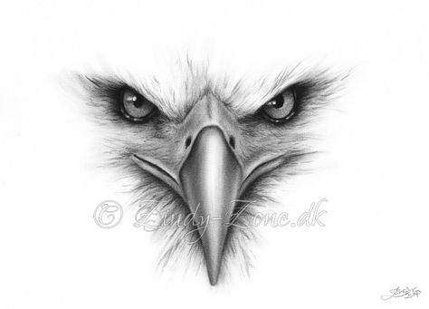 Drawing again, at last Face of an eagle. Done with charcoal. Available at the shop: zindy-zone.dk/shop Eagle Portrait, Eagle Face, Eagle Drawing, Pencil Drawings Of Animals, Pencil Drawing Tutorials, Drawing Face, Eagle Tattoos, Eagle Tattoo, Montezuma