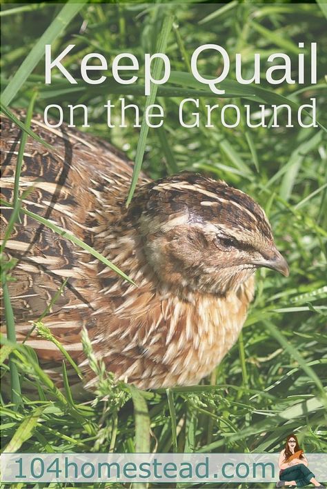 The vision I wanted was for my quail to roam on the ground in the grass hunting for bugs, much like they would do if they were living in the wild. Quail Pen, Quail Coop, Raising Turkeys, Raising Quail, Quail Hunting, Quails, Guinea Fowl, Raising Chickens, Hunting Dogs