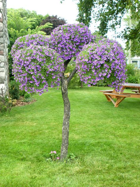 Million Bells, Dead Tree, Have Inspiration, The Secret Garden, Flowering Trees, Petunias, Tree Art, Dream Garden, Garden And Yard