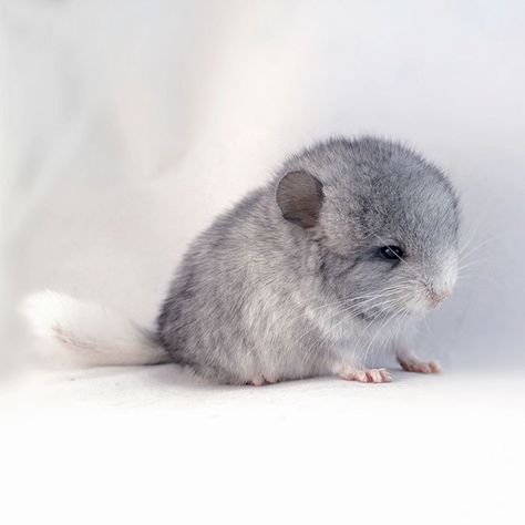 Baby Chinchilla Baby Chinchilla, Chinchillas, Tumblr, White