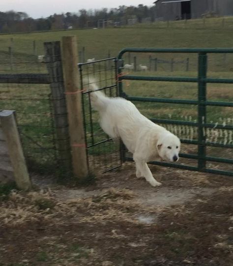 dog door for LGD | Homesteading Forum Livestock Dog Shelter, Livestock Gate Ideas, Livestock Guardian Dog Shelter, Lgd Dogs, Sheep Pasture, Livestock Barn, Dog Feeding Station, Raising Farm Animals, Goat Barn