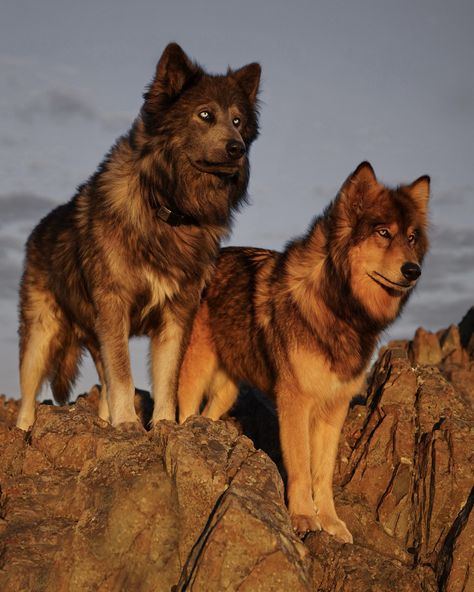 Wander With Willow, Scar And Simba, Husky Wolf Mix, Wolfdog Puppy, Wolf Hybrid Puppies, Wolf Hybrid Dogs, Wolfdog Hybrid, Personal Protection Dog, Malamute Husky