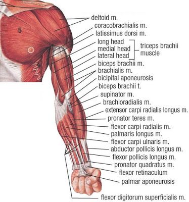 Muscles Of The Upper Extremities, Muscles In The Arm, Anatomi Dan Fisiologi, Upper Limb Anatomy, Body Muscle Anatomy, Muscular System Anatomy, Muscle Arm, Muscle Diagram, Shoulder Anatomy